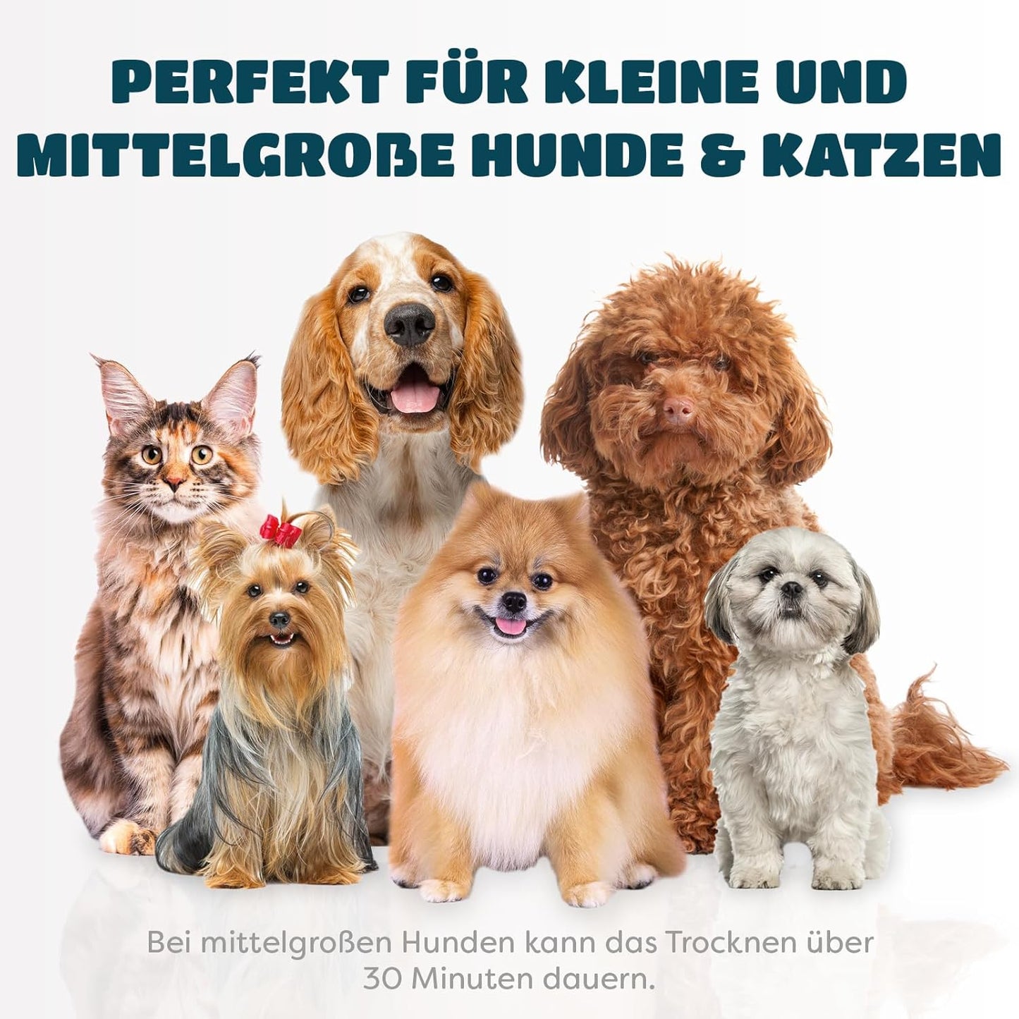 KUUBIA Hundeföhn | 2-in-1 Haartrockner mit Bürste | Hundefön für kleine und mittelgroße Hunde & Katzen | 300W Blower, tragbar, relativ leise, einstellbare Temperatur, Edelstahl-Zupfbürste